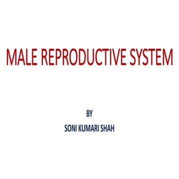 Malereproductivesystem