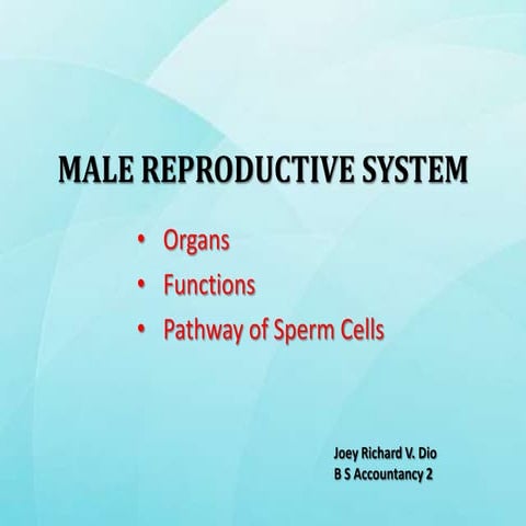 Male reproductive system