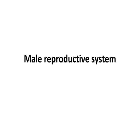 Human Male reproductive system human bdy