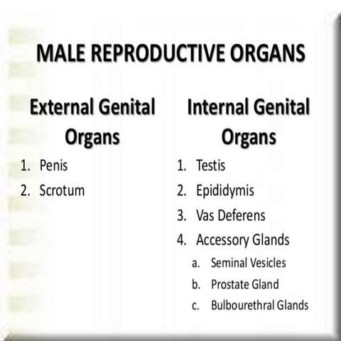 male reproductive system.pptx male reproductive organs