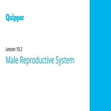 male reproductive system discussion pptx