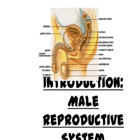 Male reproductive system 1