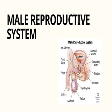 male reproductive system physiology (24A1628).pptx
