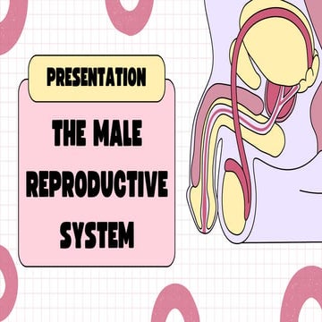 Male Reproductive System Biology Presentation in a Bold Pink Style_20241114_091621_0000.pdf