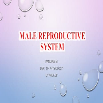 Male reproductive system by Pandian M, tutor, Dept of Physiology, DYPMCKOP,MH