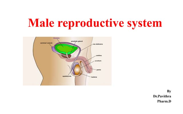 HUMAN REPRODUCTION .pptx class XII Biology | PPTX | Infertility ...