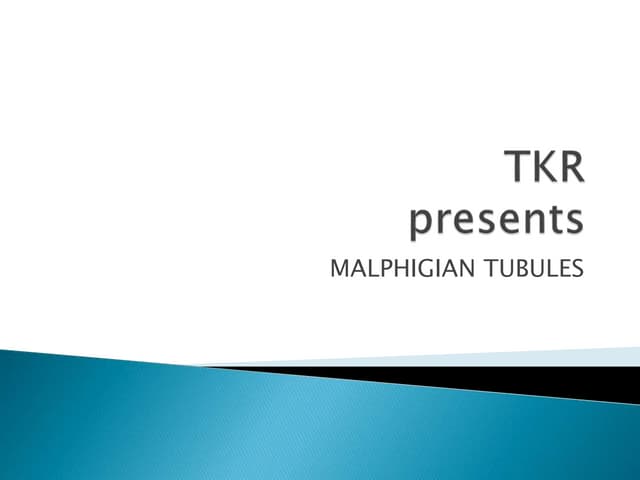 Malphigian tubules