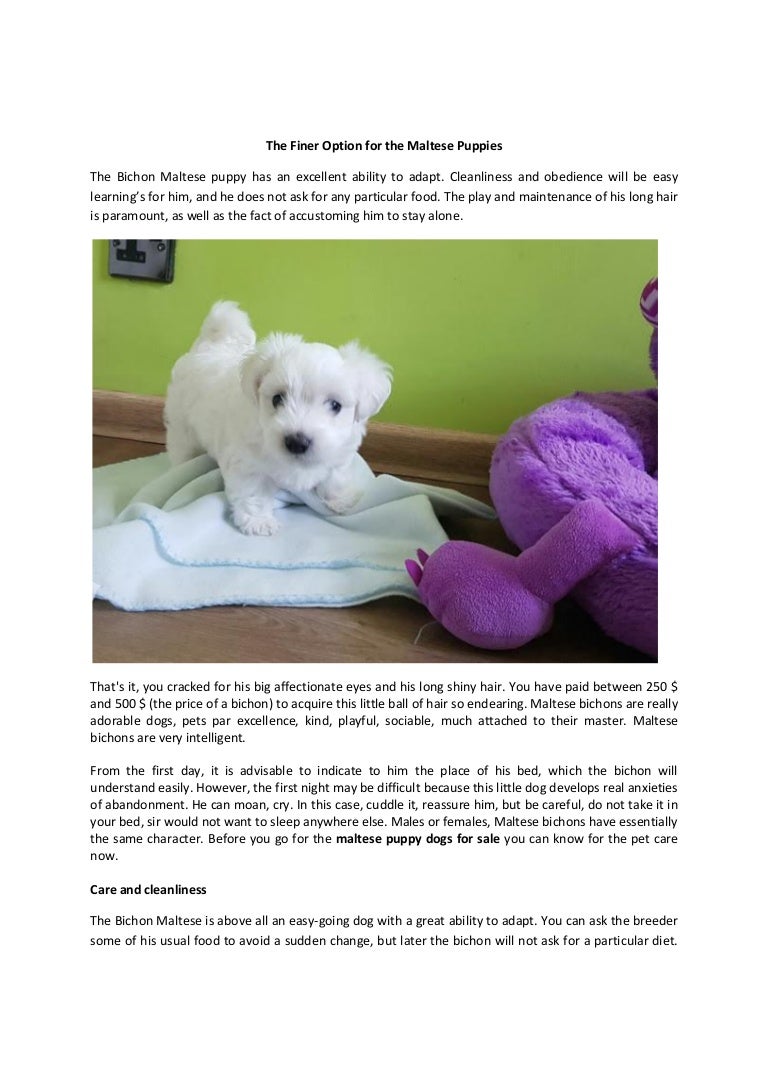 bichon maltese puppy