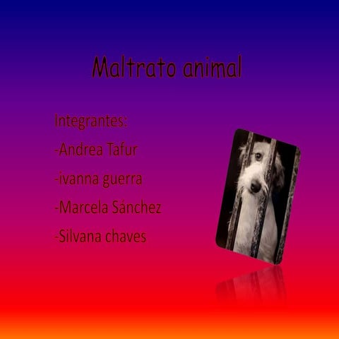 Maltrato animal ellos también tienen derecho a la vida