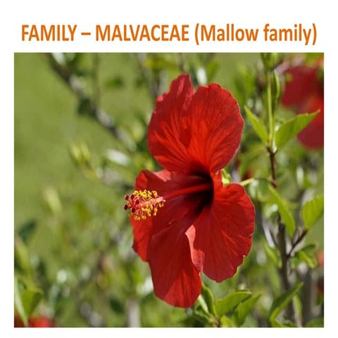 Malvaceae.pdf for study the family of malvaceae group