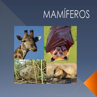 Mamíferos 