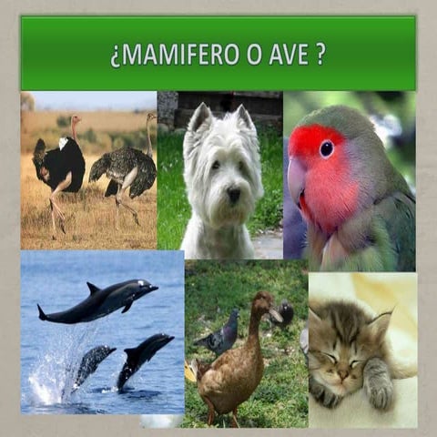 Mamifero o ave