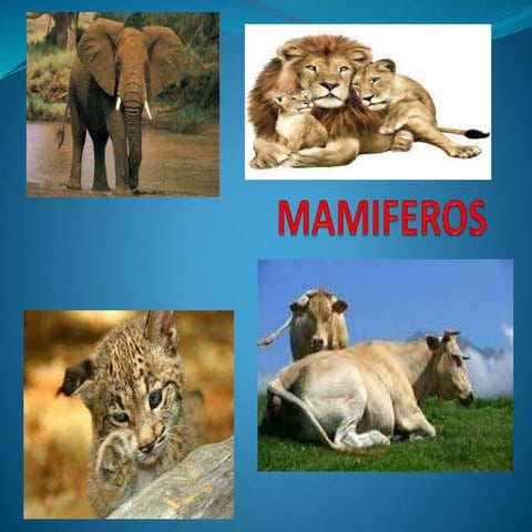 Mamiferos
