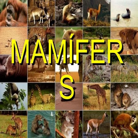 Mamifers