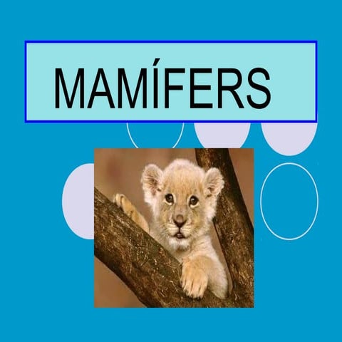 Mamifers