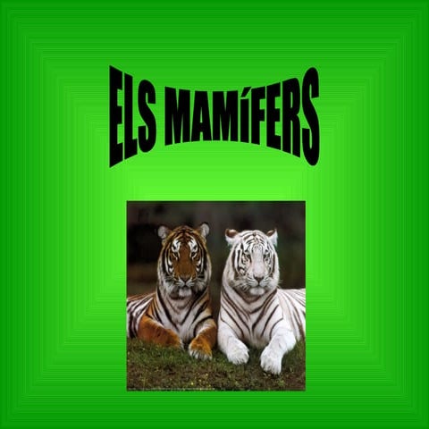 Mamifers