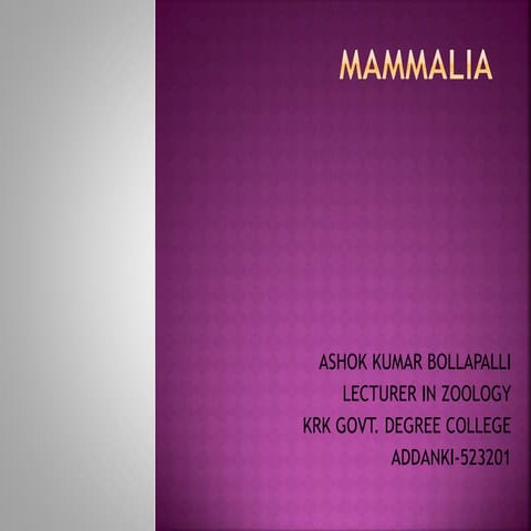 Mammalia.pptx