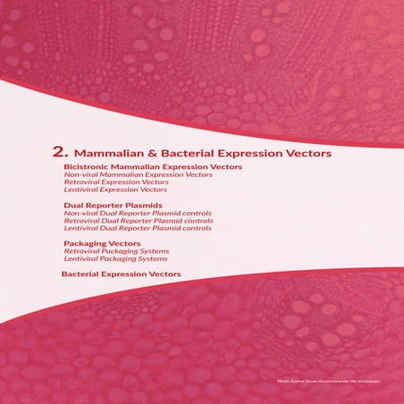 Mammalian & Bacterial Expression
