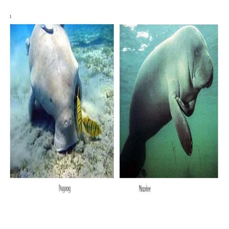 Mammalogy practical Edited and Shared By Abdul Qahar Buneri Abdul Wali Khan U...