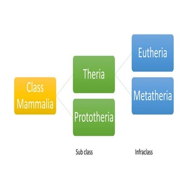 Class - Mammalia, mammals classification 
