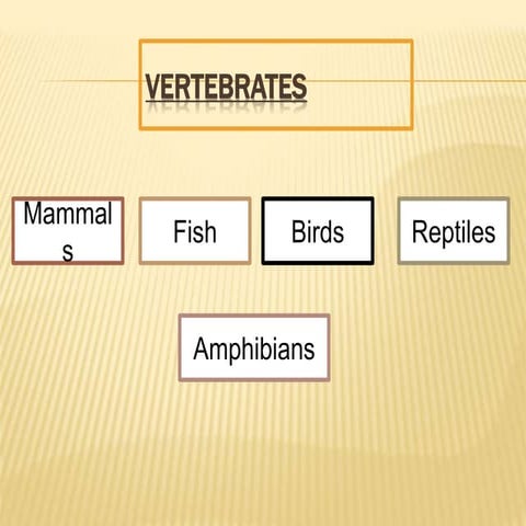 Mammals and birds.ppt