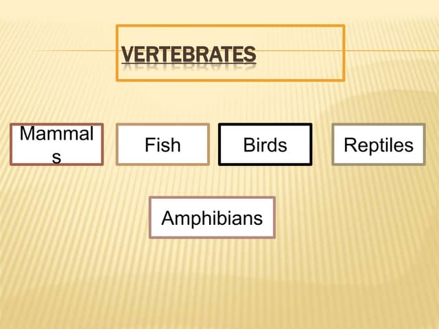 Mammals and birds.ppt