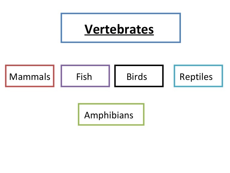 Mammals,fish,reptiles,birds,amphibians