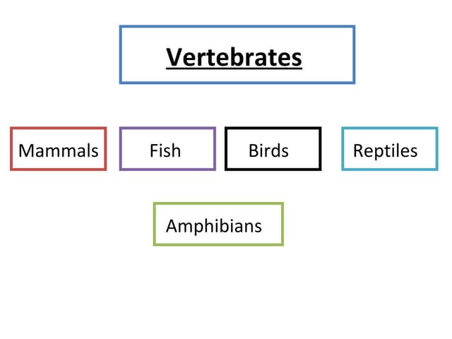 Mammals,fish,reptiles,birds,amphibians