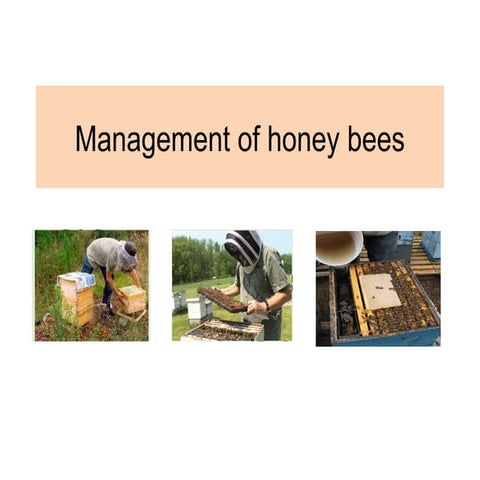 Seasonal Management of Bee.pptx