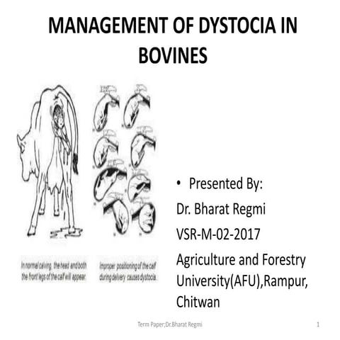 Management of dystocia in bovines
