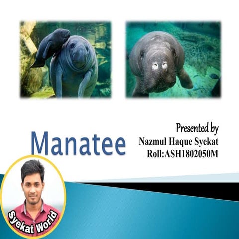Manatees | PDF