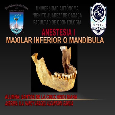 Mandíbula