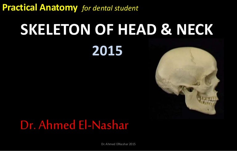 Bony Features Of Mandible