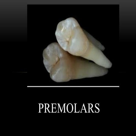 Mand Premolars.pdf occlusion table  slide