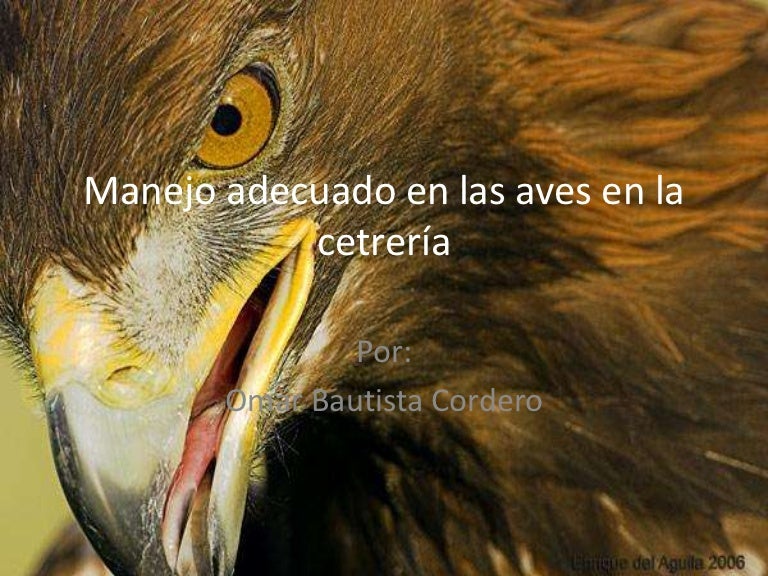 Manejo adecuado en las aves en la cetrería
