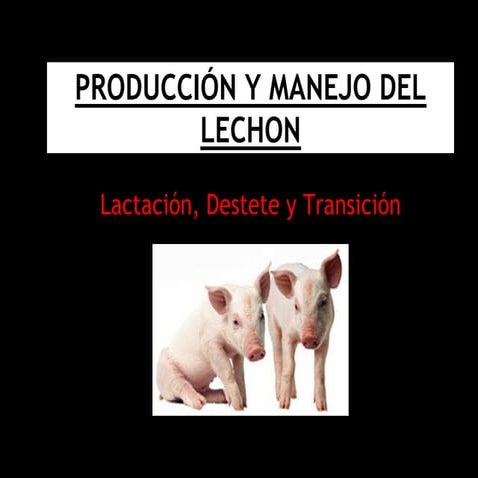 Manejo de lechones