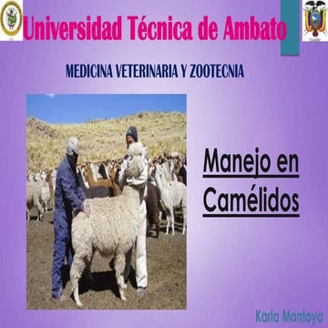 Manejo en Camélidos | PPTX