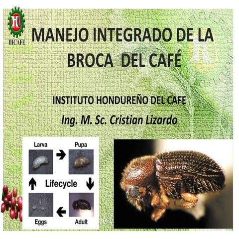 Manejo integrado de broca del cafe