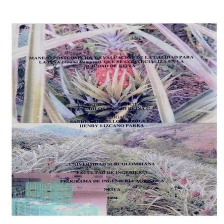 Manejo poscosecha y evaluacion de la calidad en piña