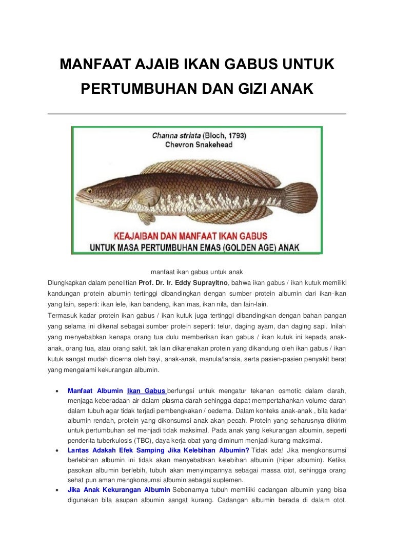 Manfaat Ajaib Ikan Gabus Untuk Pertumbuhan Dan Gizi Anak
