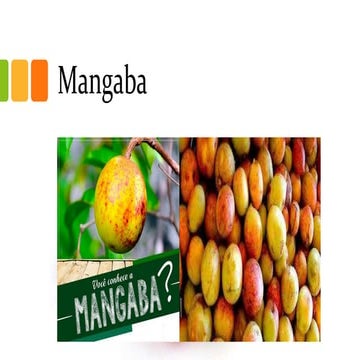 MANGABA.pptx