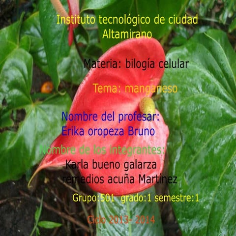 Manganeso biologia celular original