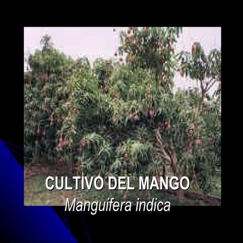 Mango