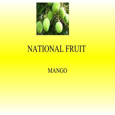 Mango 1