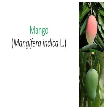 mango and guava.pptx mango and guava.pptx