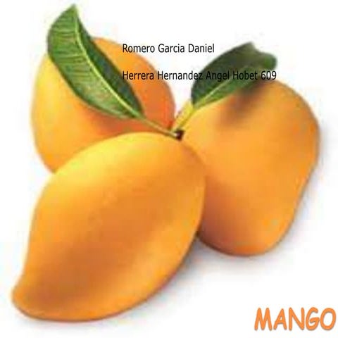 Mango angel & daniel