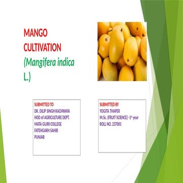 mango cultivation, mango taxonomy, varieties, diseases