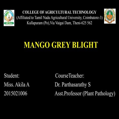 Mango grey blight
