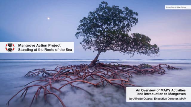 Mangrove Action Project Presentation