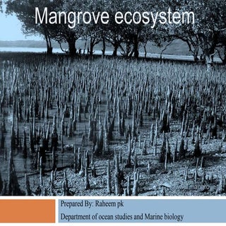 Mangrove ecosystem